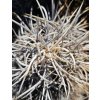 Copiapoa solaris GCG 20013 Quebrada El Cobre, Chile ( 10 SEEDS)