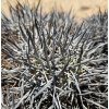 Copiapoa dessertorum GCG 20017 Taltal-Cifuncho, Chile (10 SEEDS)
