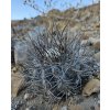 Copiapoa algarrobensis GCG 20020 Cerro Algarrobo, Chile (10 SEEDS)