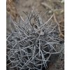 Copiapoa algarrobensis GCG 20020 Cerro Algarrobo, Chile (100 SEEDS)
