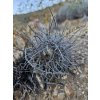Copiapoa algarrobensis GCG 20020 Cerro Algarrobo, Chile (100 SEEDS)