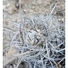 Copiapoa algarrobensis GCG 20020 Cerro Algarrobo, Chile (100 SEEDS)