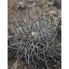 Copiapoa algarrobensis GCG 20020 Cerro Algarrobo, Chile (100 SEEDS)