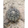Copiapoa calderana mini form GCG 20021 S of Caleto Obispiti, Chile (10 SEEDS)