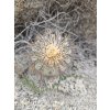 Copiapoa calderana mini form GCG 20021 S of Caleto Obispiti, Chile (10 SEEDS)