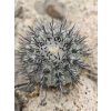 Copiapoa calderana mini form GCG 20021 S of Caleto Obispito, Chile (100 SEEDS)