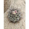 Copiapoa calderana mini form GCG 20021 S of Caleto Obispito, Chile (100 SEEDS)