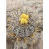 Copiapoa calderana mini form GCG 20021 S of Caleto Obispito, Chile (100 SEEDS)