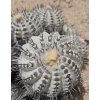 Copiapoa longistaminea GCG 15291 b SELECTION Quebrada Guanillos, Chile (100 SEEDS)