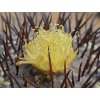 Copiapoa longistaminea GCG 15291 b SELECTION Quebrada Guanillos, Chile (100 SEEDS)