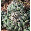 Coryphantha calipensis RS 886 Coxcatlan, Pue. (10 SEEDS)