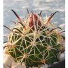 Coryphantha ibarrana GM 1817/GCG Francisco de Ibarra, Dgo. (10 SEED)