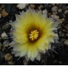 Coryphantha pseudokracikii GCG 10007 Las Pampas, Chih. (10 SEEDS)