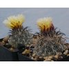 Coryphantha pseudokracikii GCG 10007 Las Pampas, Chih. (10 SEEDS)