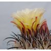 Coryphantha pseudokracikii GCG 10007 Las Pampas, Chih. (10 SEEDS)