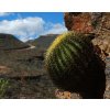 Echinocactus grusonii zacatecasensis GCG 11012 S of San Juan de Capistrano, Zac. (10 SEEDS)