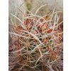 Echinocereus lindsayi GM 1310 El Jaraguey, BC  (10 SEEDS)