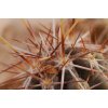 Echinocereus palmeri subsp. Mazapil GCG 11040, Estacion Simon, Zac./Dur. - extremely rare (10 SEEDS)