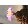 Echinocereus pulchellus weinbergii SS 212 Fresnillo - Sombrerette, Zacatecas (10 SEEDS)