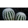 Echinocereus reichenbachii SB 941 Keer Co., Tx. white spines, very nice  (10 SEEDS)