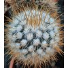 Echinofossulocactus albatus (10 SEEDS)