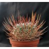 Echinofossulocactus dichroacanthus aff. VZD1125 El Vergel, Gto. (10 SEEDS)