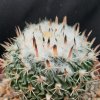 Echinofossulocactus phyllacanthus VZD 427 Las Trojes, Gto. (10 SEEDS)