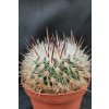 Echinofossulocactus polyacanthus n.n. LK 53/09 La Salitrera, SLP (10 SEEDS)