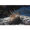 Echinofossulocactus spec. (multicostatus durangensis) PP 1015 Passo de Coneto, Dgo. (10 SEEDS)