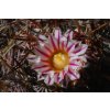 Echinofossulocactus spec. (multicostatus durangensis) PP 1015 Passo de Coneto, Dgo. (10 SEEDS)