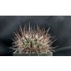 Echinofossulocactus spec. PP 1261 San Miguel de Allende, Gto. (10 SEEDS)