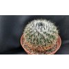 Echinofossulocactus spec. VLU Sierra Fresnillo, Zac. (10 SEEDS)