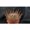 Echinofossulocactus spec. VZD 1154 Pozo Salado, SLP (10 SEEDS)