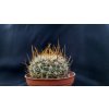 Echinofossulocactus vaupelianus TYP KPP 1670 Zimapan - Pacula entronque, Hgo. (10 SEEDS)