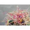 Ferocactus acanthodes GCG 10331, W of Lake Mojave, Clark Co., NV (10 SEEDS)