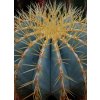 Ferocactus glaucescens (100 SEEDS)