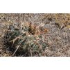 Ferocactus macrodiscus septentrionalis GCG 10946 Xichu-San Luis de La Paz  (10 SEEDS)