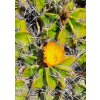 Ferocactus robustus GCG 12776 San Jose Axuxco, Pue. (10 SEEDS)