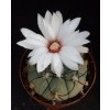 Gymnocalycium cabreraense VoS 16-2122 Cerro Cabrera, Dep.Alto Paraguay, Paraguay 555m  (10 SEEDS)