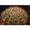 Gymnocalycium occultum  VS 132 Miraflores, 1100m, Catamarca, Arg. (10 SEEDS)