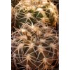 Gymnocalycium spegazzinii "punillaense-major" JO 854/1 N La Punilla, 1590m, Salta, Arg. (10 SEEDS)