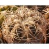 Gymnocalycium spegazzinii "punillaense-major" JO 854/1 N La Punilla, 1590m, Salta, Arg. (100 SEEDS)