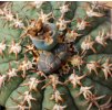 Gymnocalycium spegazzinii "unguispinum" Sl 44b S Puerto Tastil, Salta, Arg. SELECTION (10 SEEDS)