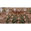 Gymnocalycium spegazzinii VS 103 La Encrucijada, 3400m, Salta, Arg. (100 SEEDS)