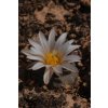 Lophophora alberto-vojtechii GCG 12642 Est.Simon, Zac./Dgo.  (10 SEEDS)