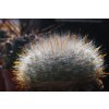 Mammillaria (Krainzia) guelzowiana splendens Šnic. N of Rodeo, Dgo. (10 SEEDS)