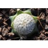 Mammillaria breviplumosa GCG 12500 Mapimi, Dgo.  (10 SEEDS) fresh seeds