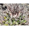 Mammillaria carnea GCG 12781 San Jose Axuxco, Pue. (10 SEEDS)