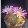 Mammillaria longiflora GCG Sierra Bayacora, Durango, Dgo. (10 SEEDS)