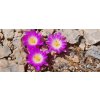 Mammillaria luethyi GCG 12648 E of Jose Maria Morelos V.,Coah. (10 SEEDS)